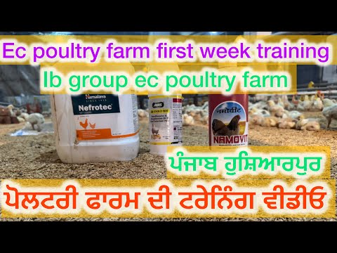 ਪੋਲਟਰੀ ਫਾਰਮ ਦੇ ਪਹਿਲਾ ਹਫ਼ਤੇ ਦੀ ਟਰੇਨਿੰਗ ਦੇਖੋ।poultry  first week training video||full ec poultry farm