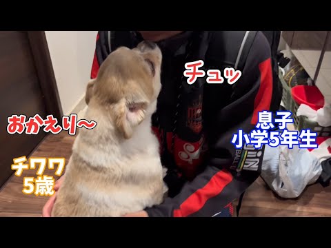 約１週間ぶりに会う息子に愛情が溢れ出す愛犬♪【チワワ多頭飼い】