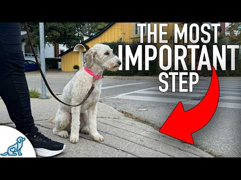 STOP Traditional Leash Walking And Try THIS Instead!