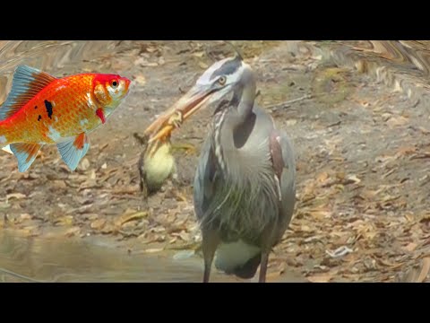 Bird Eats Duckling Hunts Goldfish Gets Blasted FYV