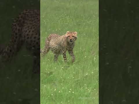 Cheetahs: The Speed Demons #CheetahSpeed #WildlifeFacts #AnimalAdaptations #NatureDocumentary