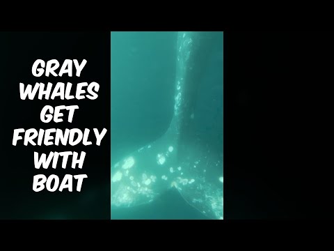 2 Gray Whales Get Friendly With Whale Watching Boat | Dana Point, CA