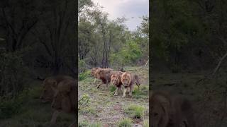 Will 2025 be the Year of the Kambula males? 🦁 #lion #safari