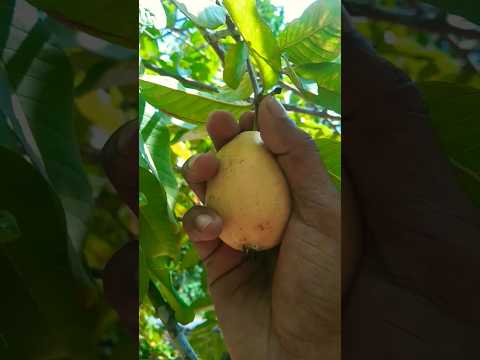 red guava | harvesting