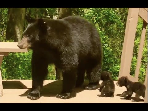 Asheville Mama and LITTLE Bears