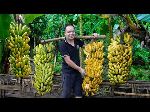 7 Years Living Off-Grid, Growing bananas, harvesting bananas and how to preserve them for long time