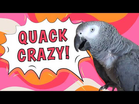 Einstein Parrot's Hilarious Quack Crazy Show