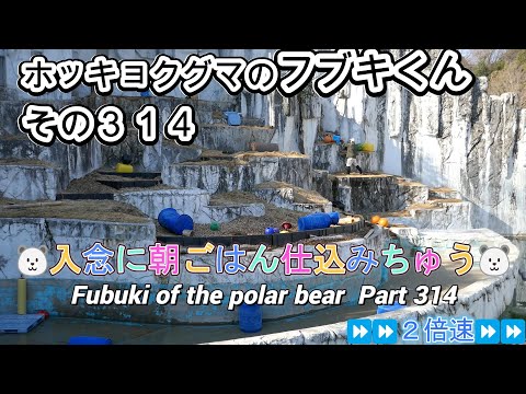 ホッキョクグマのフブキくん（３１４）🐻‍❄️入念に朝ごはん仕込みちゅう🐻‍❄️（東山動植物園）Fubuki of the polar bear Part 314