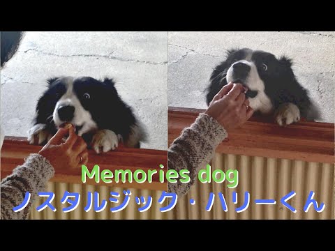 X（旧Twitter）「今朝わんこ」より・・【思い出わんこ・フォト&エッセイ】愛犬ハリーくんの12年と1ヶ㉕