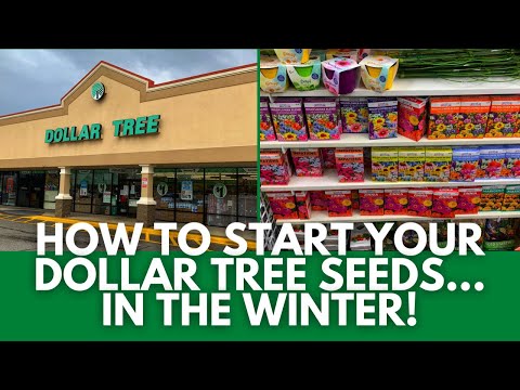 How to start planting Dollar Tree seeds in the winter!