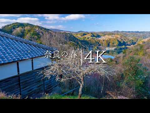 Exploring the Peach Blossom Spring of Nara: A Visit to Tsukigase's Plum Grove - JAPAN in 4K