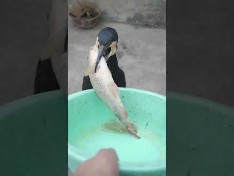 great cormorant eats the whole fish instantly