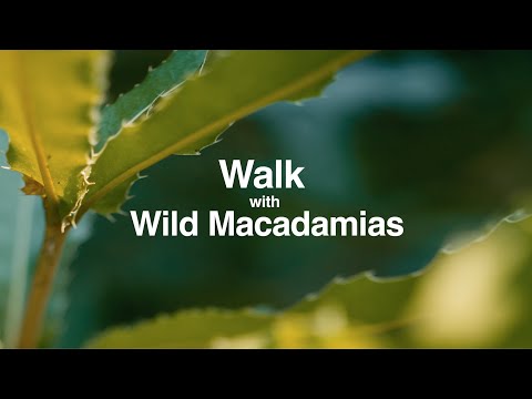 Walk with Wild Macadamias