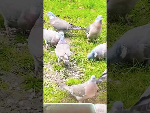 Birds relaxing outside 😎☺️🕊️🕊️🕊️#shortsvideo #relaxing #birds #nature