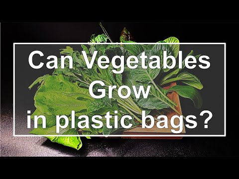 Can vegetables grow in plastic bags?｜Plastic bag planters｜Gardening idea #14 Plastic bag pot｜Eng Sub