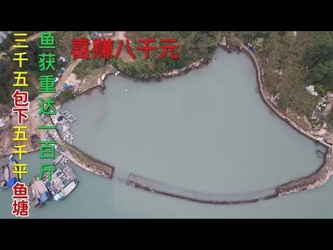 【阿向趕海】斥重金包下五千平大海塘 石斑爆發斬獲六把割鹿刀，大賺8000元