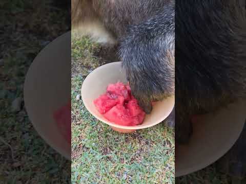 A Baboon eating a JUICY melon! 🍉🔊  #monkey #animals #asmr #nature #shorts