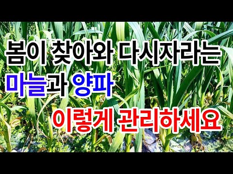 겨울잠에서 깨어난 마늘과 양파 이렇게 관리하시면 됩니다! 마늘 양파 생육관리 요령