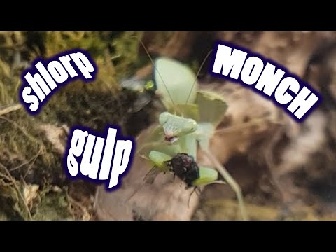 Hungry mantis eats flies FACE OFF [FEEDING]