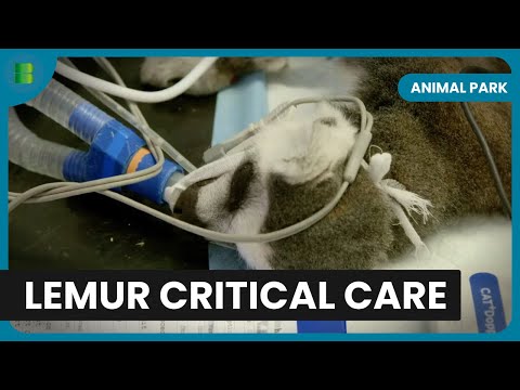 Critical Lemur Operation - Animal Park - Documentary