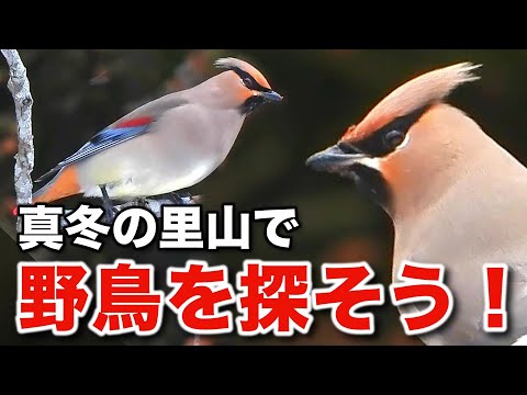 奇跡の出会い！情熱に満ちた野鳥たちの物語～