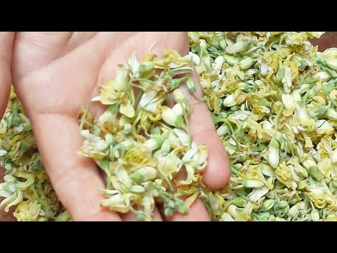 सहजन के फूल की सब्जी | Sehjan Phool Ki Sabji |Sahjan Ke Phool Ke Fayde Anek | Healthy Recipe