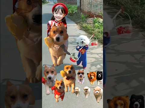 小狗护送主人上学|小狗搞笑视频 #shortvideo #funny #funnypet #cat #funnyanimal#funnydog #dog