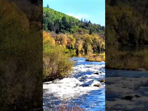 California Gold Rush #river#nature 🌿🍃#viral#shorts#shortsfeed#relaxation#sound