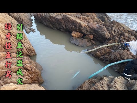 【阿向趕海】十幾公斤大頭魚打窩 引天敵鯧魚石斑結伴霸坑 空手爆抓40公斤 大賺5倍