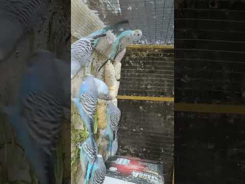 Budgie Bird Voice #Viral #Shorts