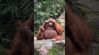 This orangutan stole a girl’s sunglasses 😂