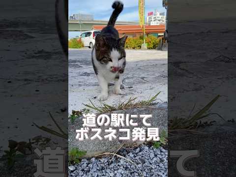 ボス猫の「恥ずかしい動画」 #shorts #猫 #cat