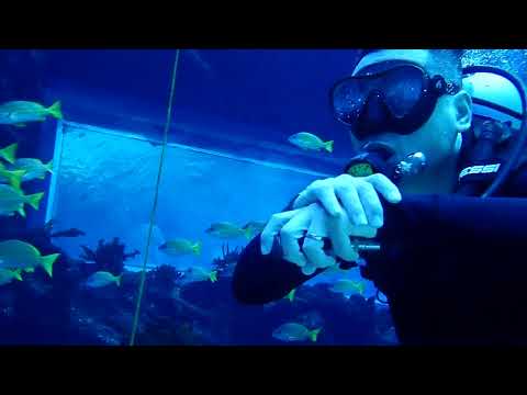 Scuba diving experience of Polo Chen with school of snapper @Nanchang Aquarium