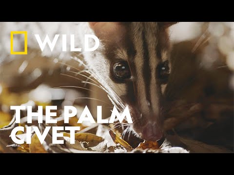 The Owston's Palm Civet | Wild Vietnam | National Geographic WILD UK