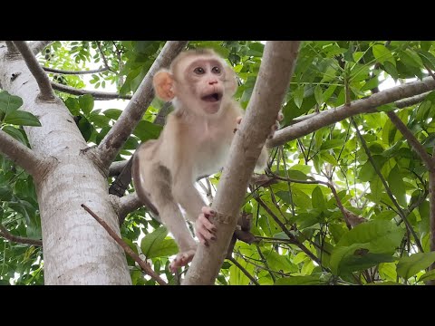 Cute Baby Boy Play up on tree Look is very happy