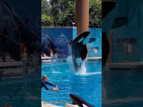 One of my favorite parts of Orlando's Orca Encounter is these back-to-back orca aerials!