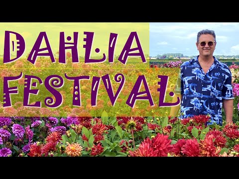 Dahlia Festival Netherlands 2022- Not Just Tulips Anymore