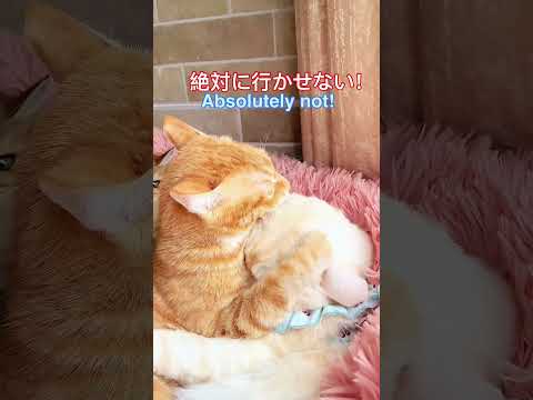 行かせない絶対に行かせないYou’re not allowed to leave!Absolutely not allowed#可愛い茶トラメス猫カップル会話動画#Orange female cat