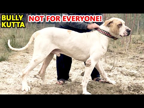 Bully Kutta: A Powerful Breed That Requires Responsible Handling