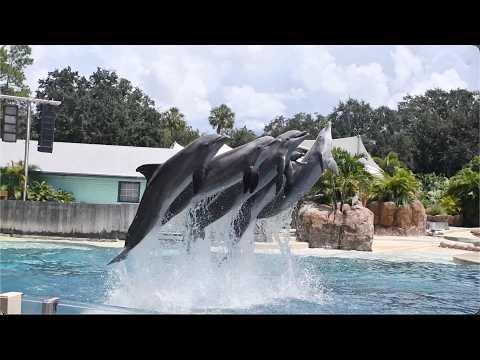 Dolphin Adventures (Full Show) - SeaWorld Orlando - August 25, 2024