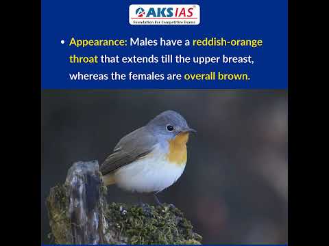 Red-breasted Flycatcher #aksias #currentaffairs #RedbreastedFlycatcher #AmeenpurLake #Hyderabad