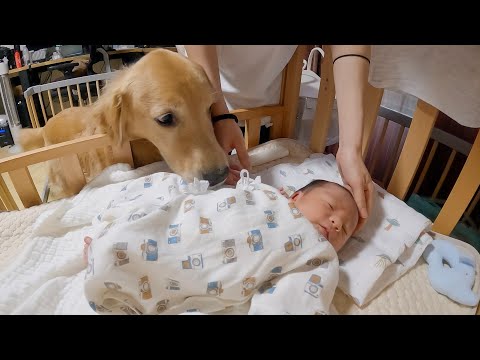 【お迎え】初めて赤ちゃんに会った愛犬達の反応が優し過ぎた・・・