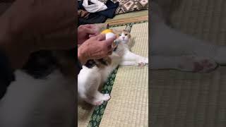 【三毛猫】自分の毛にじゃれる猫