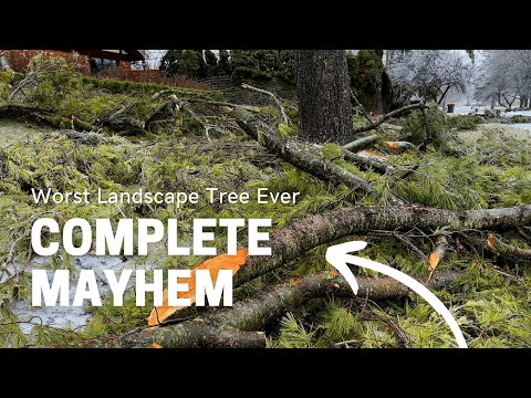 Ice Storm Mayhem - The Worst Landscape Tree Ever