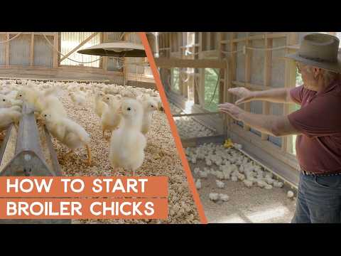 How to start broiler chicks: Free Masterclass Session | Joel Salatin's Farm Like a Lunatic