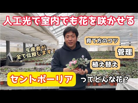 【園芸】“花好き全員必見！”室内で美しく開花するセントポーリアについて