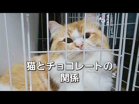 【猫とチョコレートの関係】毒性を知って猫の健康を守ろう！