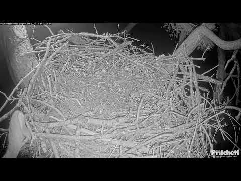 Southwest Florida Eagle Cam - Cam #2