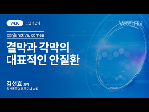 [베터플릭스][고양이 안과] 결막과 각막의 대표적인 안질환(conjunctiva, comea)