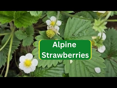 Alpine Strawberries